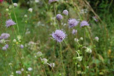 Succisa pratensis | Gemeiner Teufelsabbiss